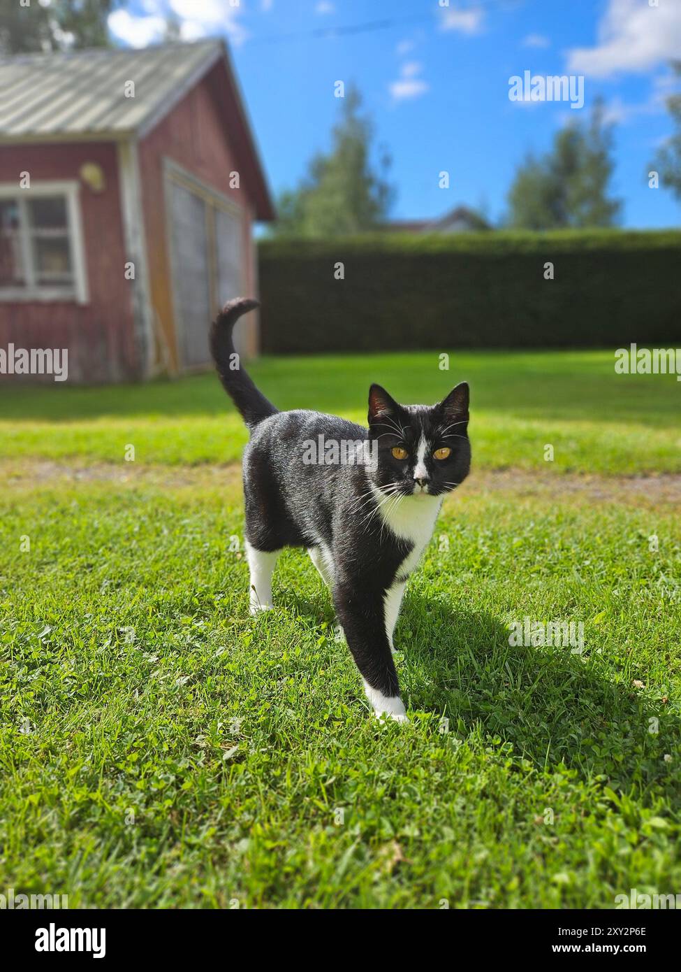 Cat Walking on Green Grass in Front of a Countryside House Concept ...