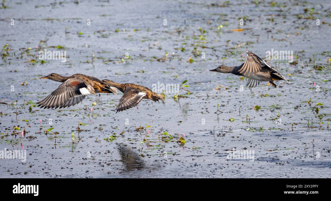 Trio of Gadwall ducks flying low over lake surafce in the Somerset Levels, UK, Stock Photo