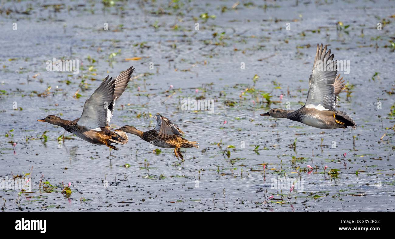 Trio of Gadwall ducks flying low over lake surafce in the Somerset Levels, UK, Stock Photo
