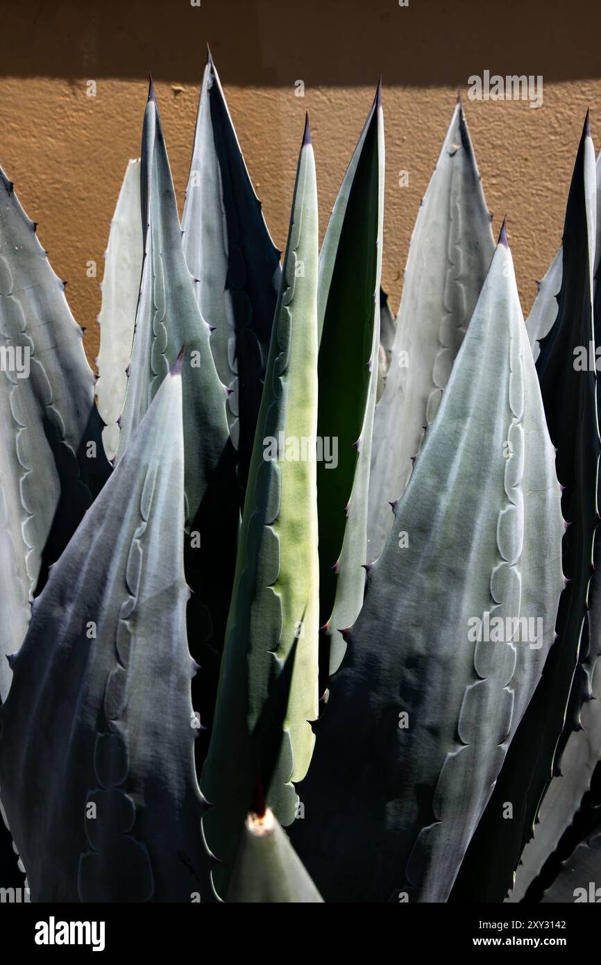 The Mission District in San Francisco, California is the most colorful neighbrohood in The City. - Stock Image