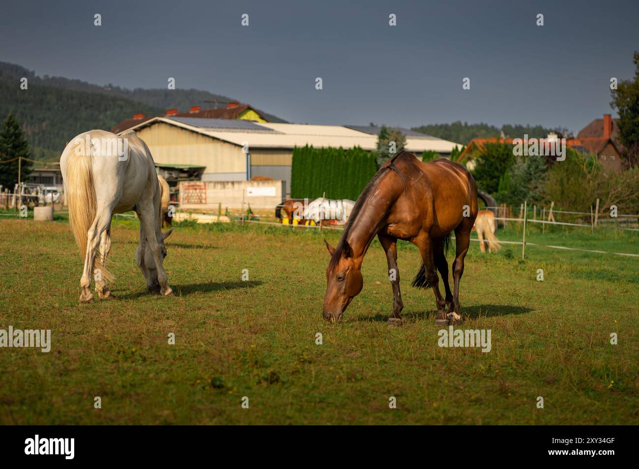 Horses graze on a farm among the Alpine mountains. Stock Photo