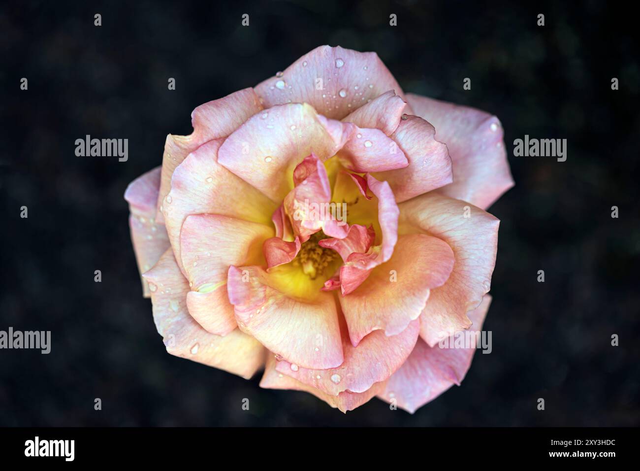 Rose (Rosa 'Compassion') flower. Stock Photo