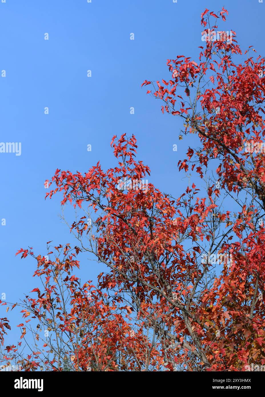 Maple branches with red leaves on a blue sky background Stock Photo - Alamy