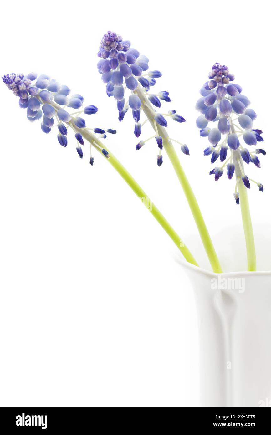 Grape hyacinths on a white background Stock Photo