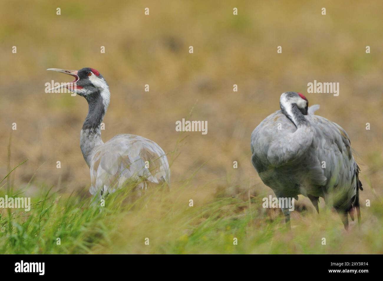 Common Crane, Grus grus, grey crane, Europe, europe, animals, bird, birds, crane, crane Stock Photo