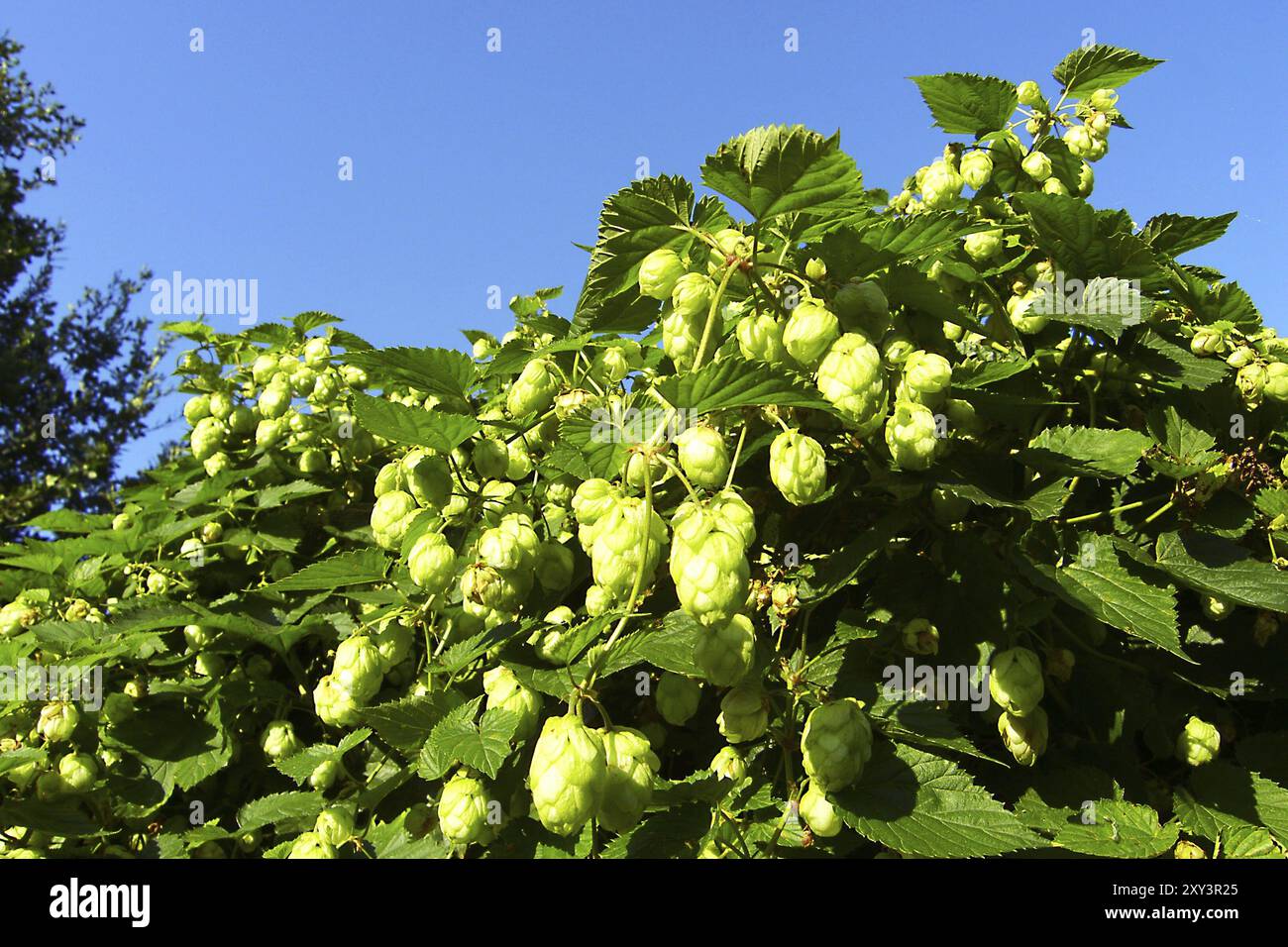 Hop blossoms on a shrub Hops on a shrub Stock Photo