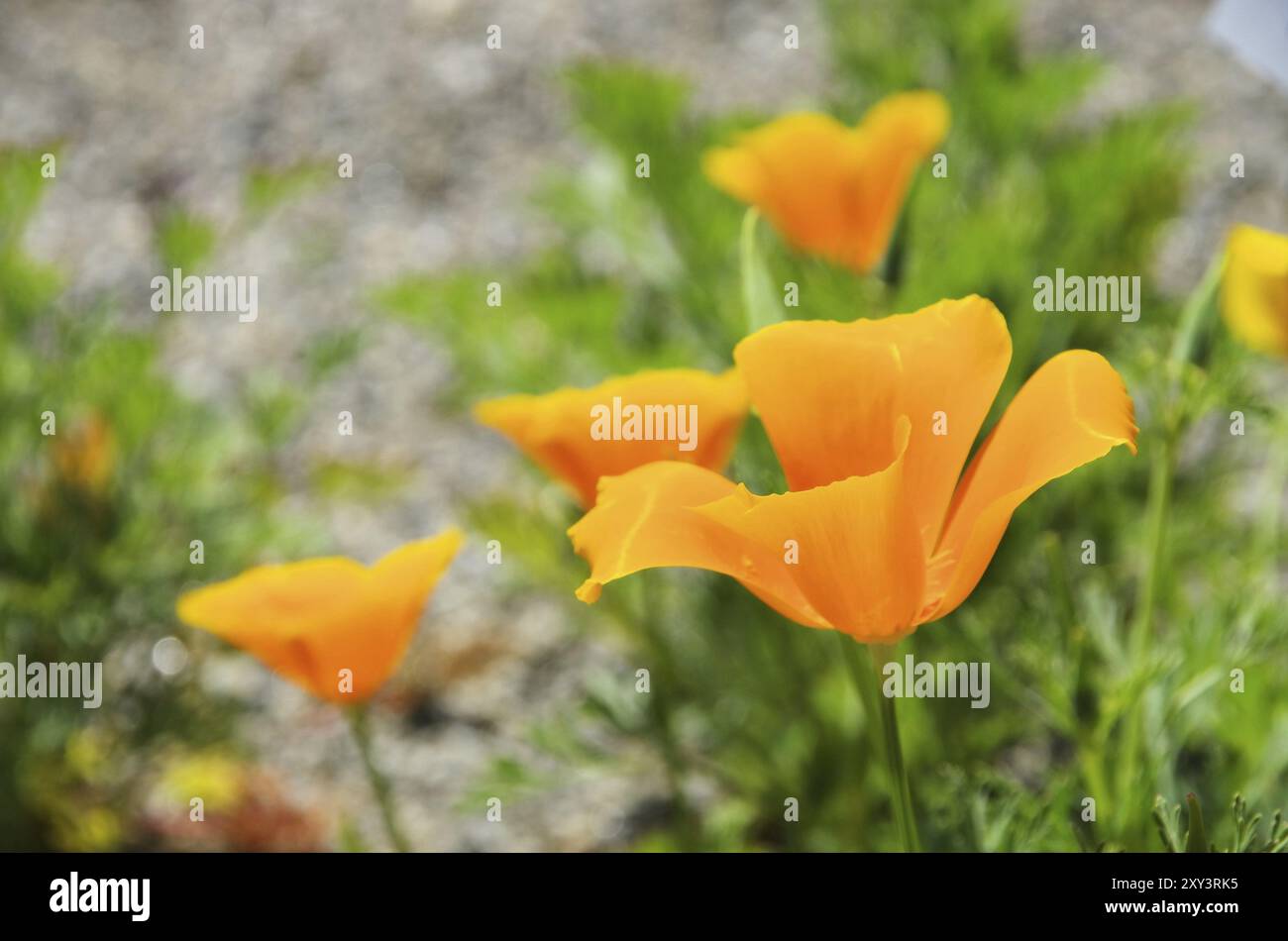 California poppy, California poppy 36 Stock Photo