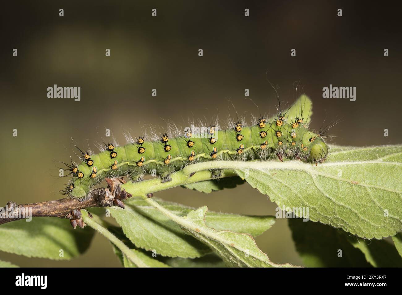 Small emperor moth, caterpillar, Saturnia pavonia, small emperor moth ...