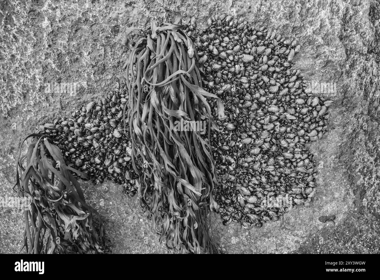 Seaweed and mussels on a rock, Lofoten, Nordland, Norway, March 2015, Europe Stock Photo