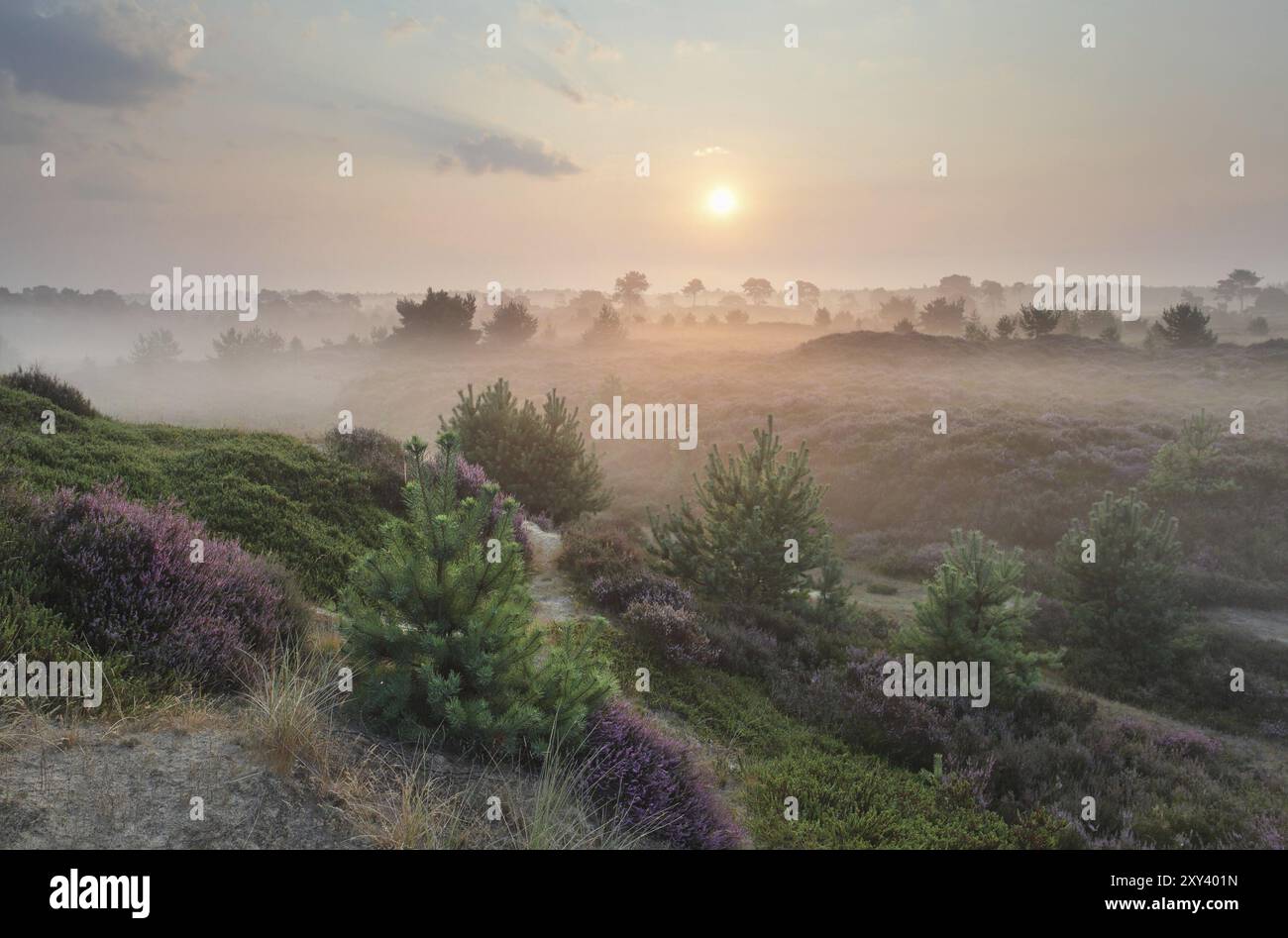 Beautiful foggy sunrise over hills with heather and pines in summer Stock Photo