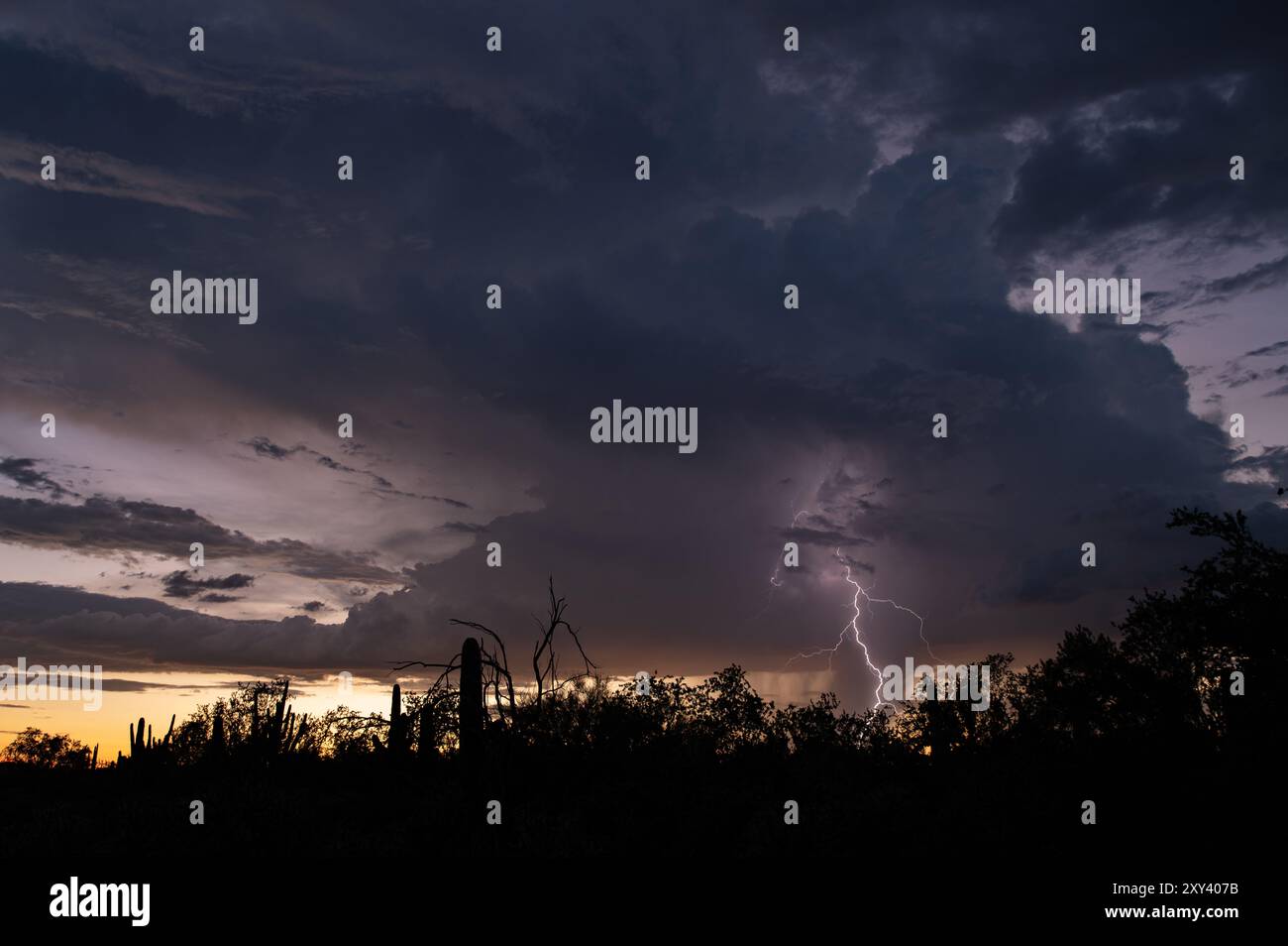 Lightning storm over the sonoran desert at sunset Stock Photo - Alamy
