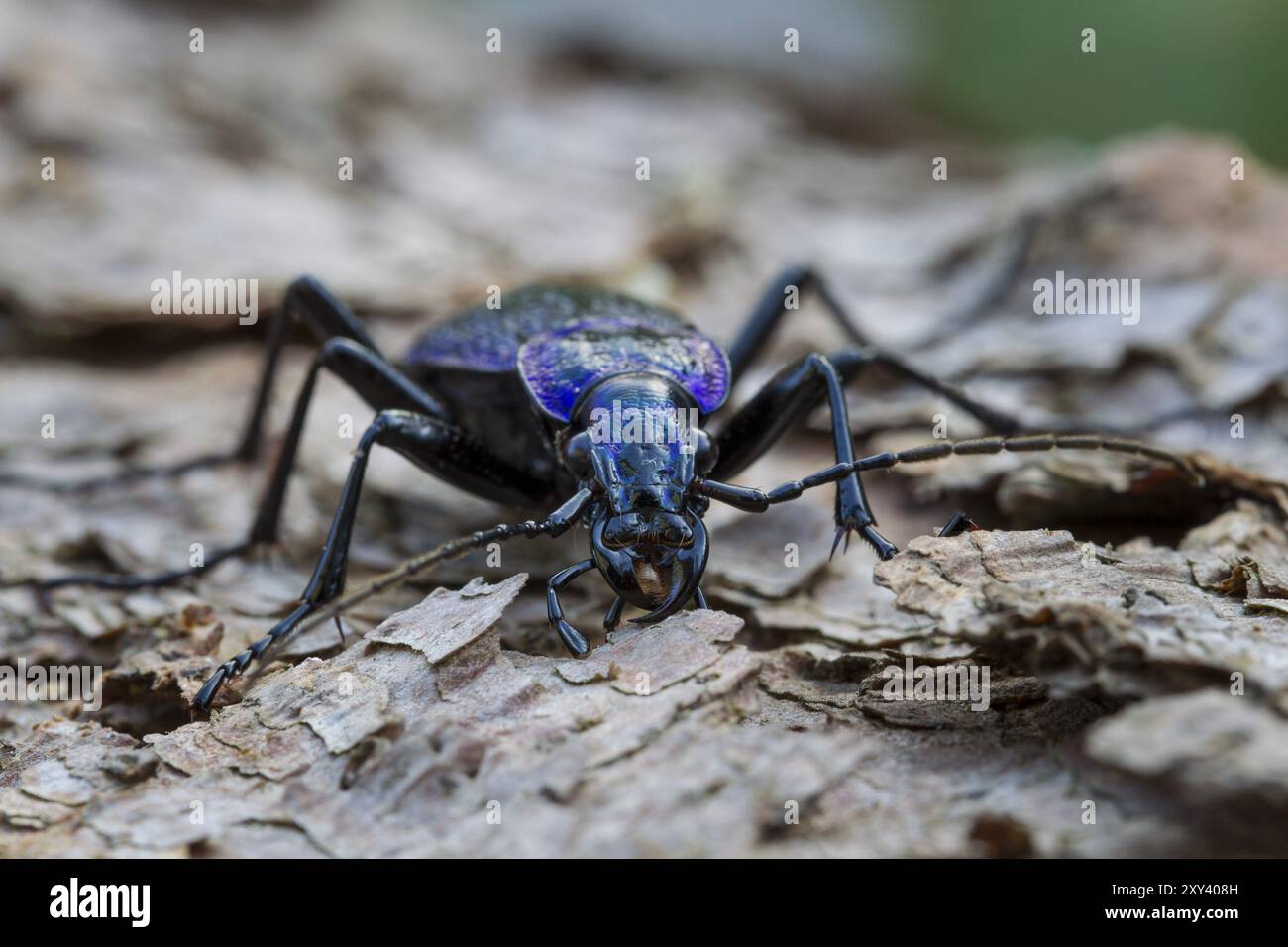 Blue-violet wood ground beetle, Carabus problematicus, beetle Stock ...