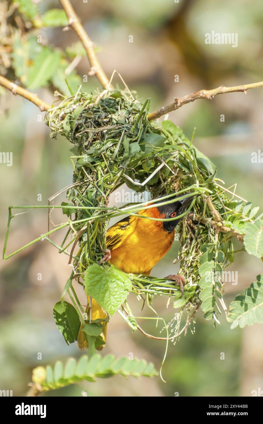 A male weaver bird bussy building a nest with which he can impress a female Stock Photo