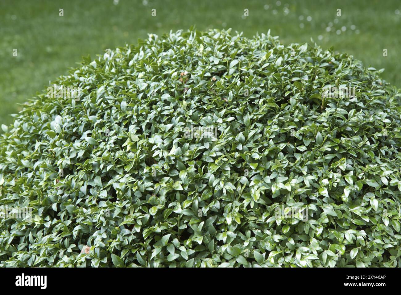 Common box (Buxus sempervirens Stock Photo - Alamy