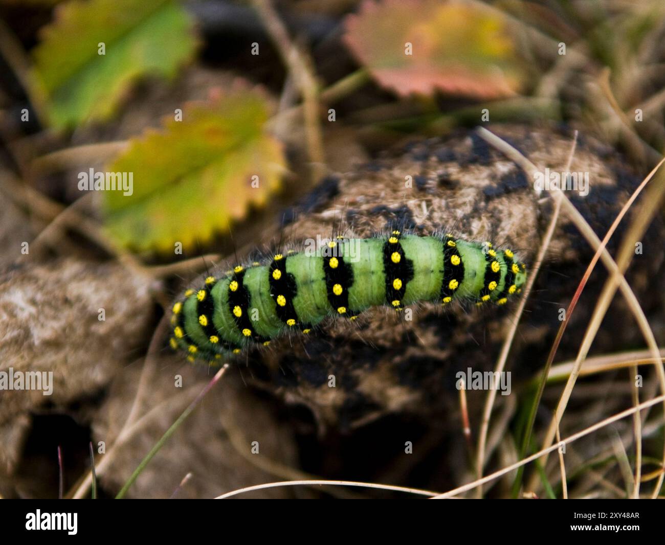Entomology caterpillar caterpillars hi-res stock photography and images ...