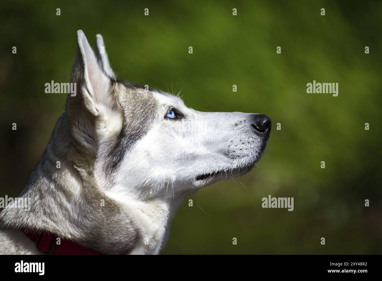 A husky portrait in front of a calm green background, the dog looks up and out of the picture with excitement Stock Photo
