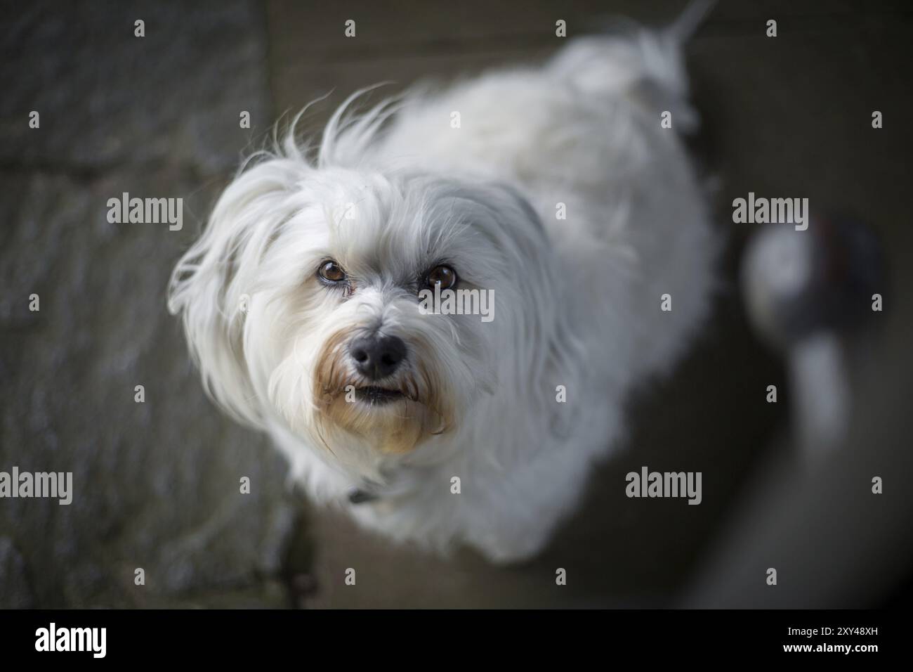 A small white dog looks up at the photographer from below with his faithful eyes Stock Photo