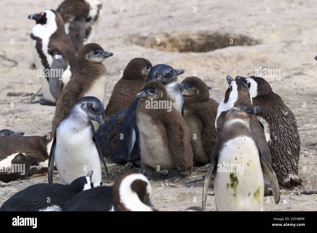 Spectacled Penguin Colony At Boulders Beach In South Africa Stock Photo spectacled-penguin-colony-at-boulders-beach-in-south-africa-stock-photo