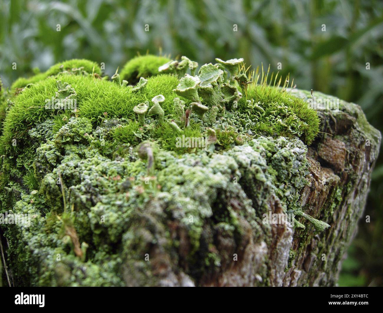 Decayed fence hi-res stock photography and images - Alamy