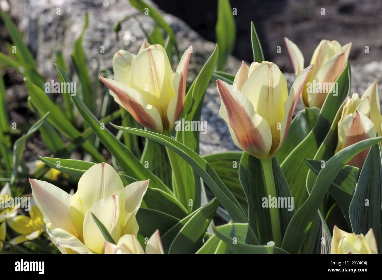 Wild tulip Hearts Delight, wild tulip Hearts Delight 01 Stock Photo