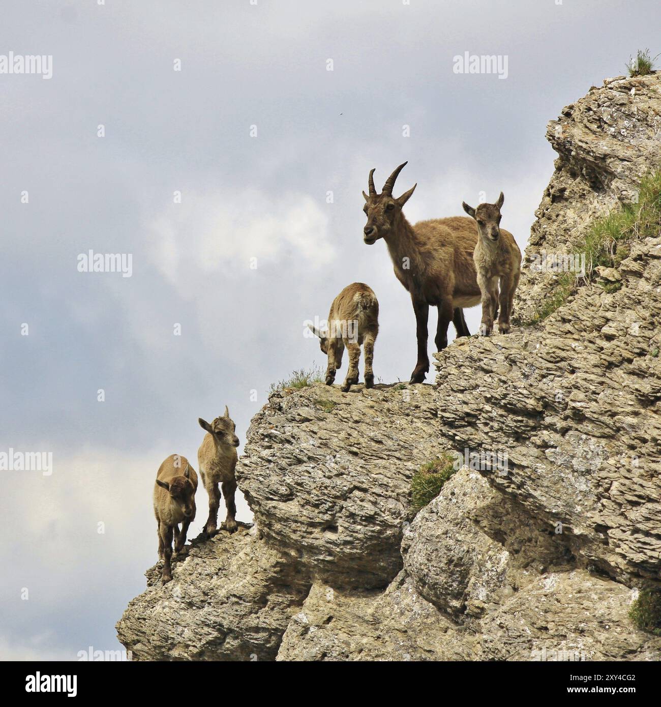 Wild Alpine Alpine ibex family photographed on Mount Niederhorn, Switzerland. Rare ...
