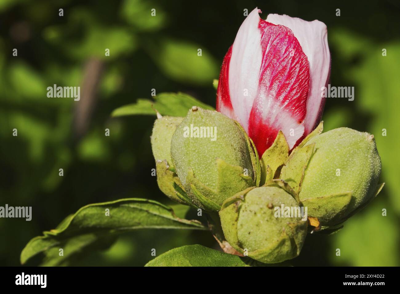 Hibiskus syriacus hi-res stock photography and images - Alamy