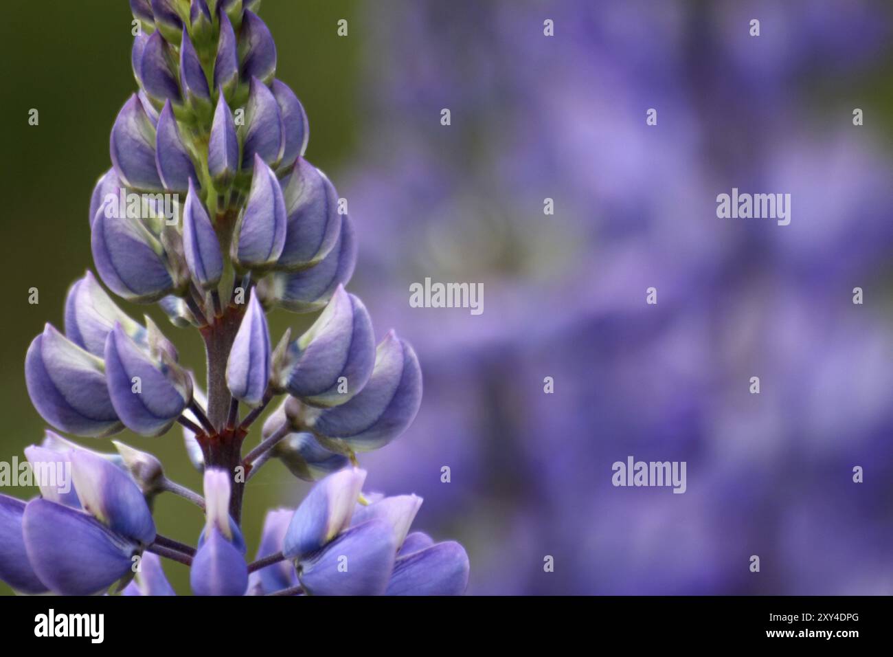 Lupin crop in bloom hi-res stock photography and images - Alamy