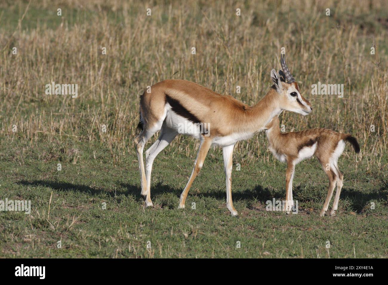 Thomson Gazelle with fawn Stock Photo - Alamy