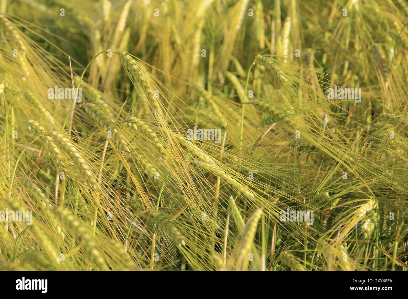 Rye breed hi-res stock photography and images - Alamy