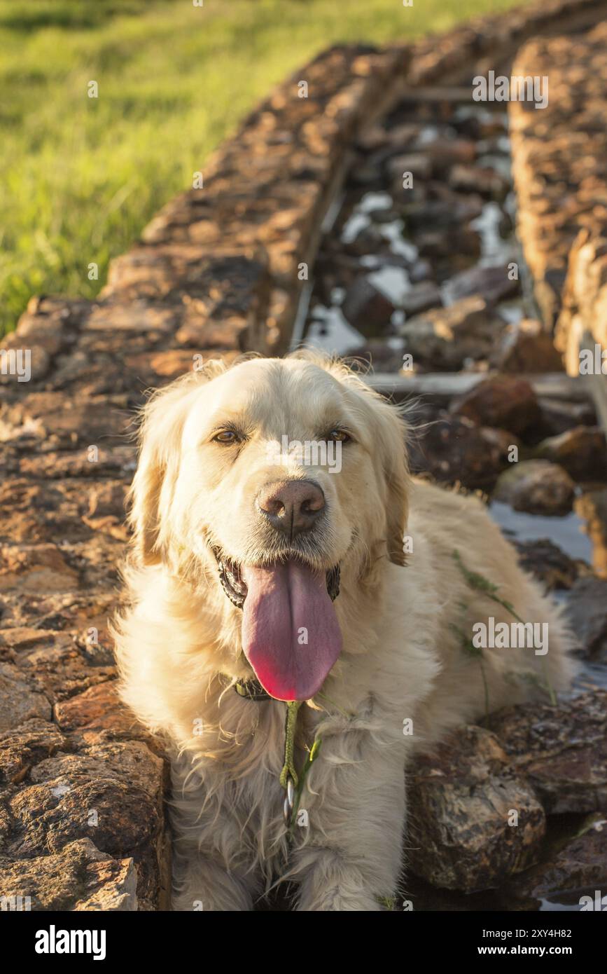A female golden retriever dog rest in the water trough with her tongue ...