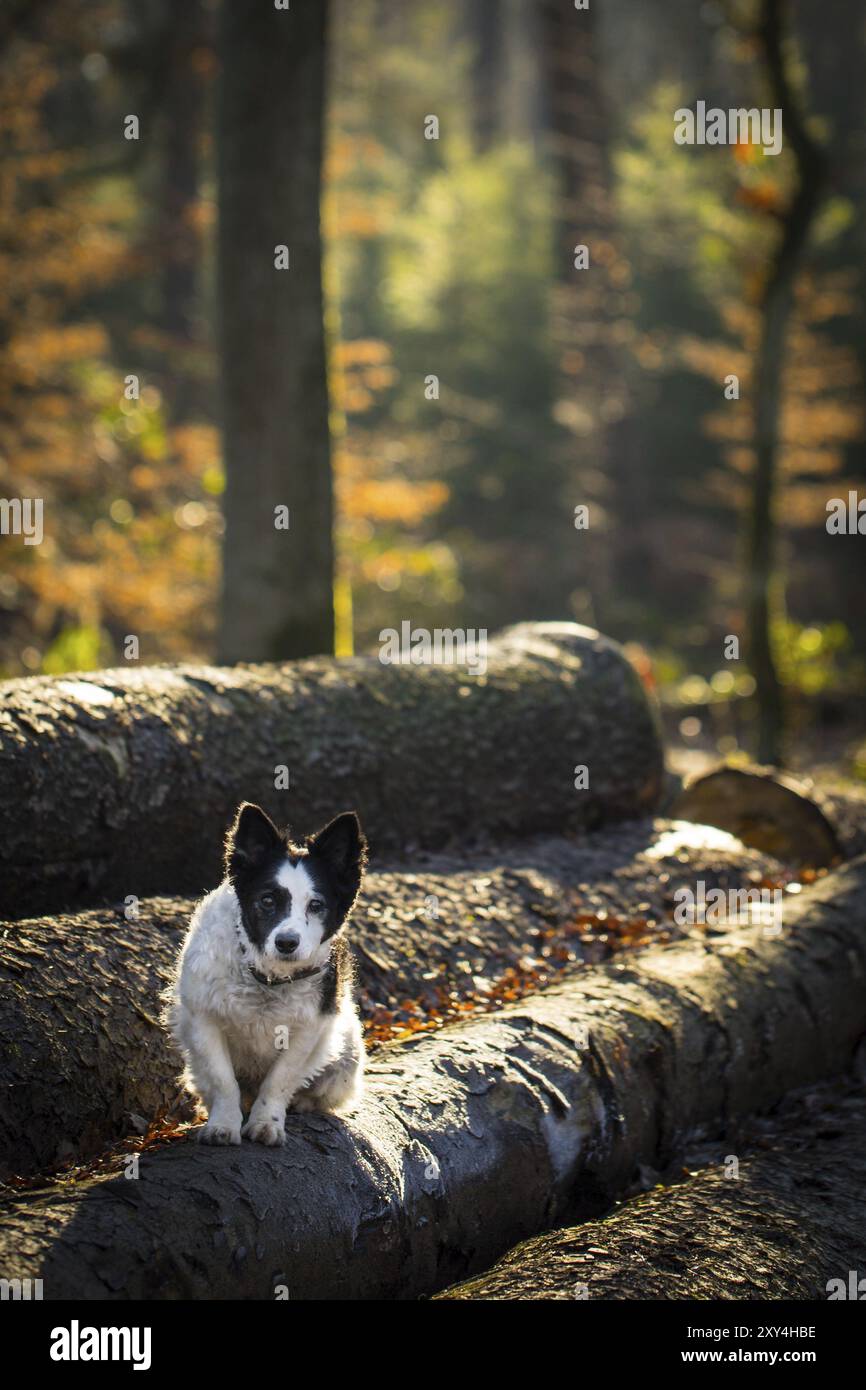 Small black and white dog on a log in the forest Stock Photo - Alamy
