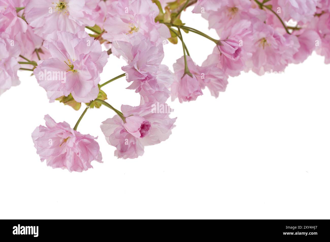 Pink cherry tree blossoms on white background Stock Photo - Alamy