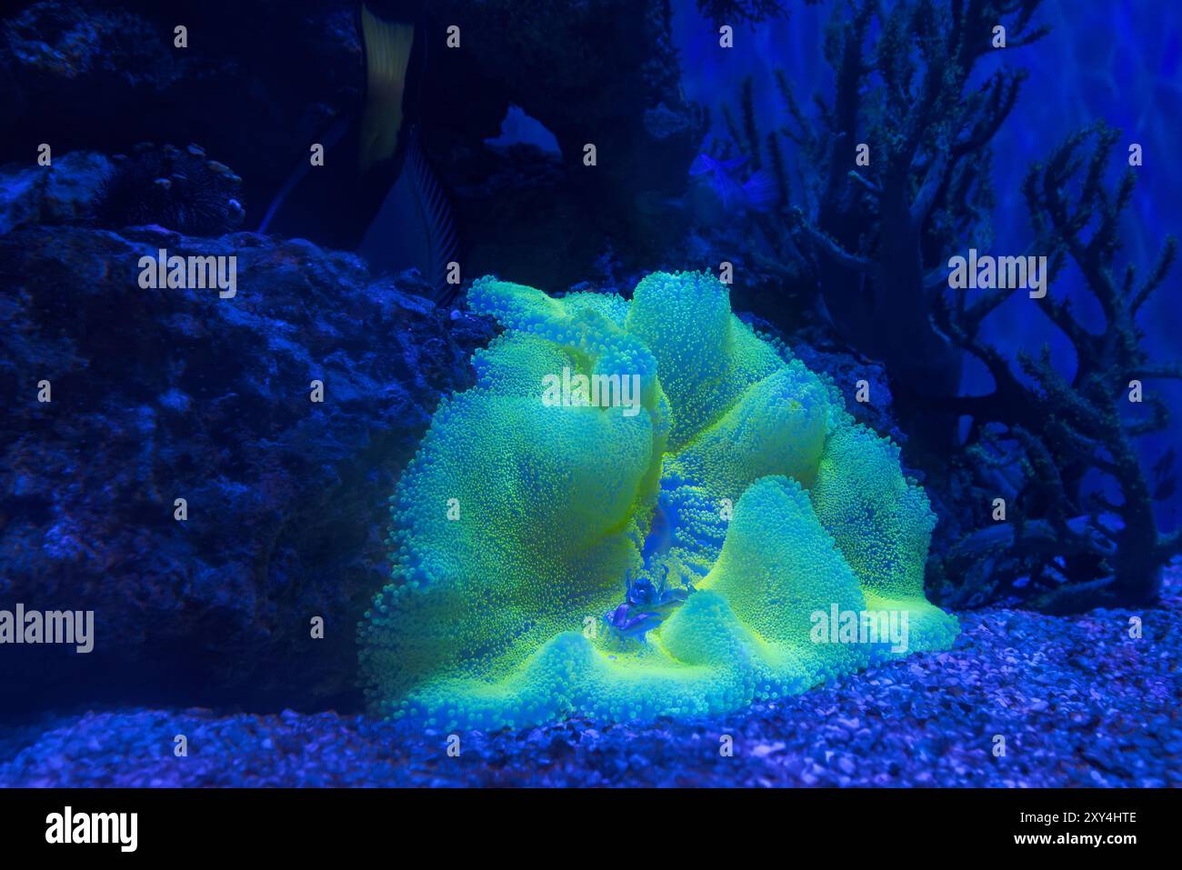 Large Anemone in the National Marine Aquarium, Plymouth UK Stock Photo