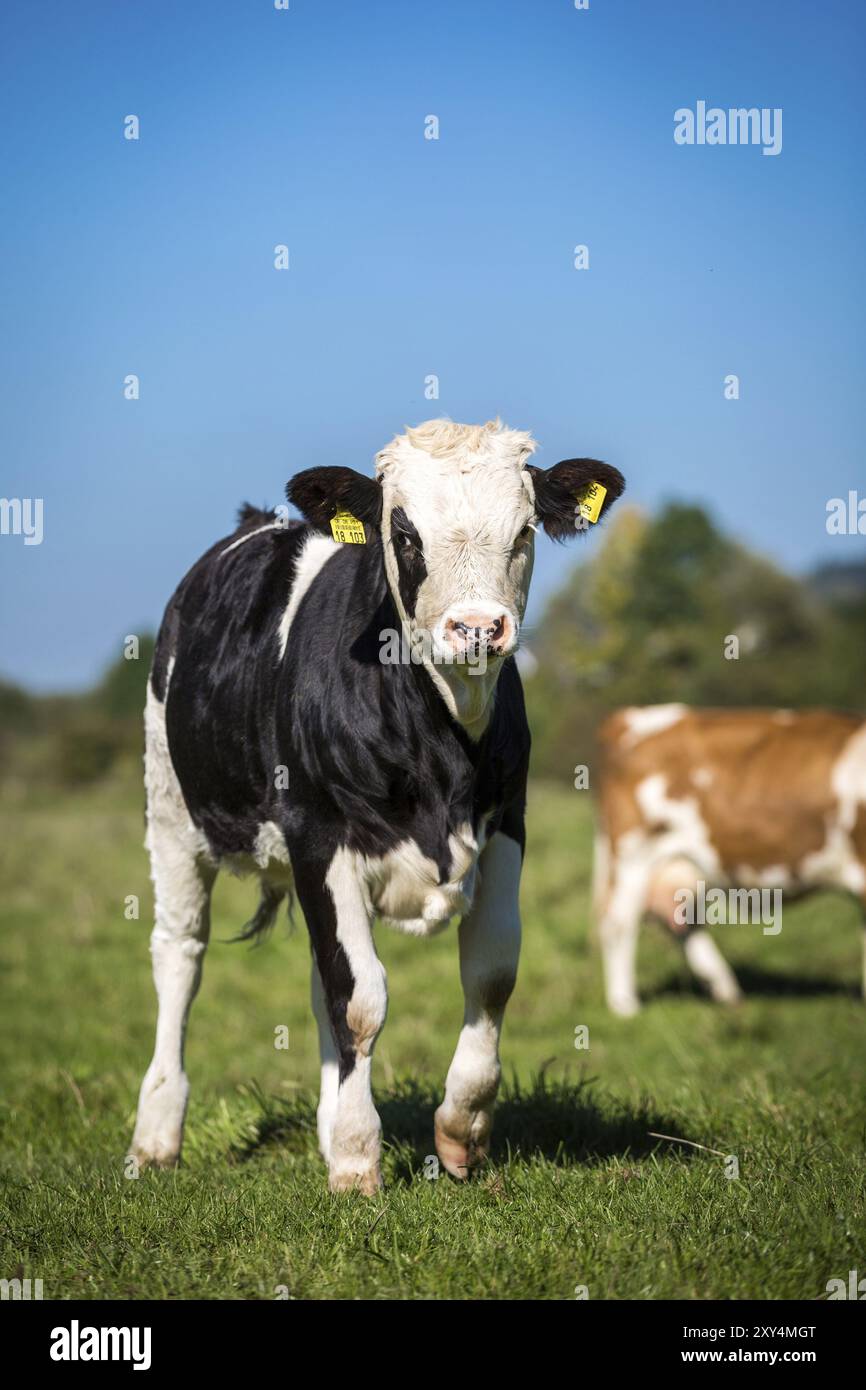 Black and white spotted young calf on the pasture Stock Photo - Alamy