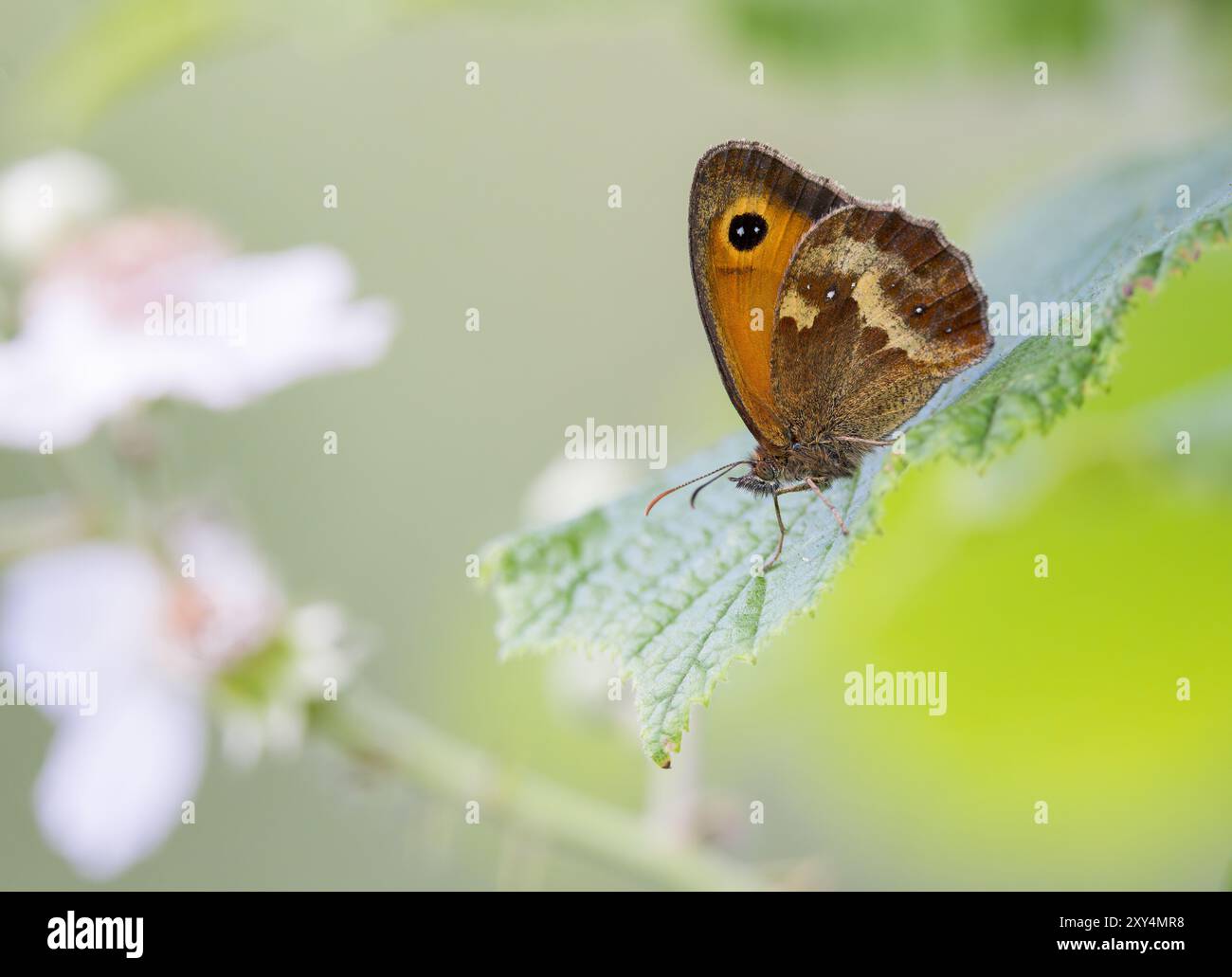 Gatekeeper Butterfly [ Pyronia tithonus ] Stock Photo - Alamy