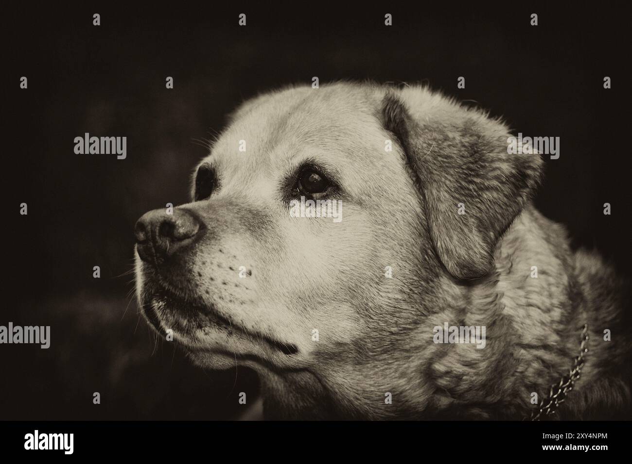 Senior black labrador retriever hi-res stock photography and images - Alamy