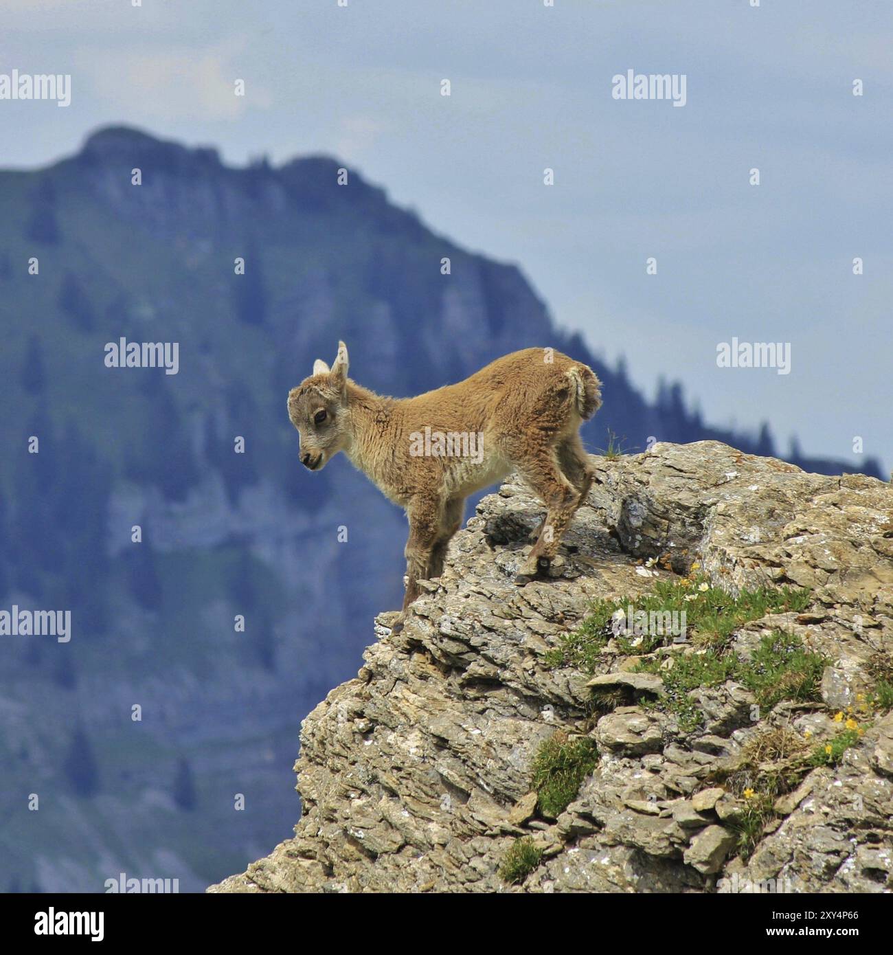 Wild animal living high up in the Alps. Alpine ibex baby photographed ...