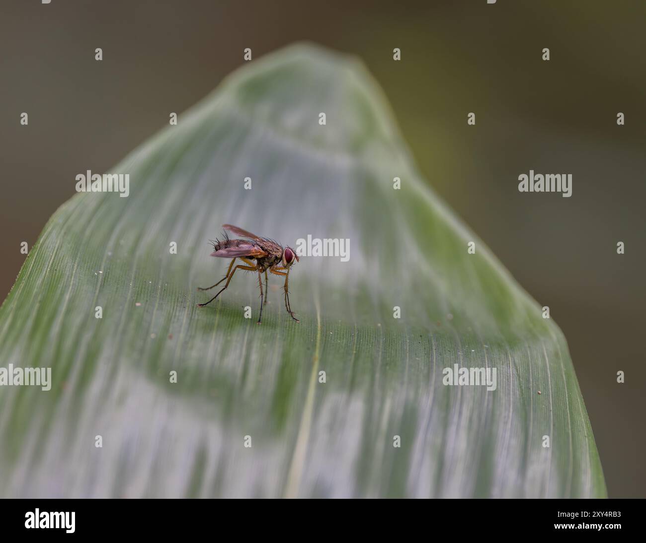 Fly on large green leaf Stock Photo