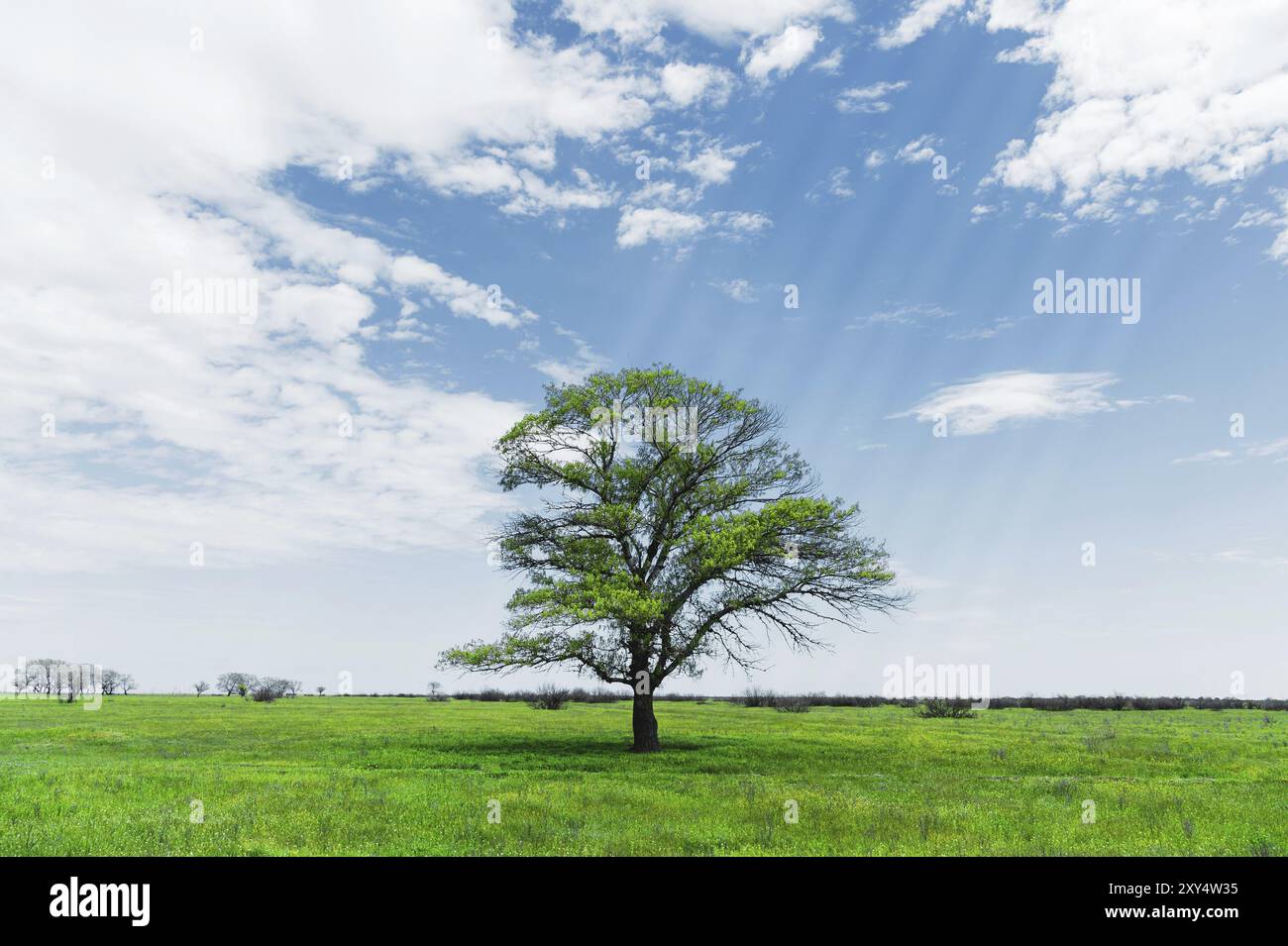 Picture image rich grass hi-res stock photography and images - Alamy