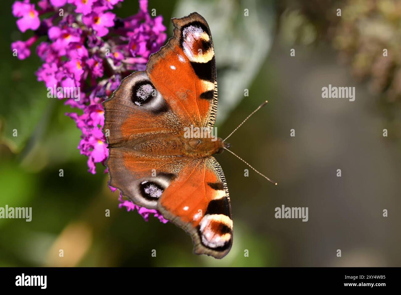 Peacock butterfly on the butterfly bush Stock Photo - Alamy