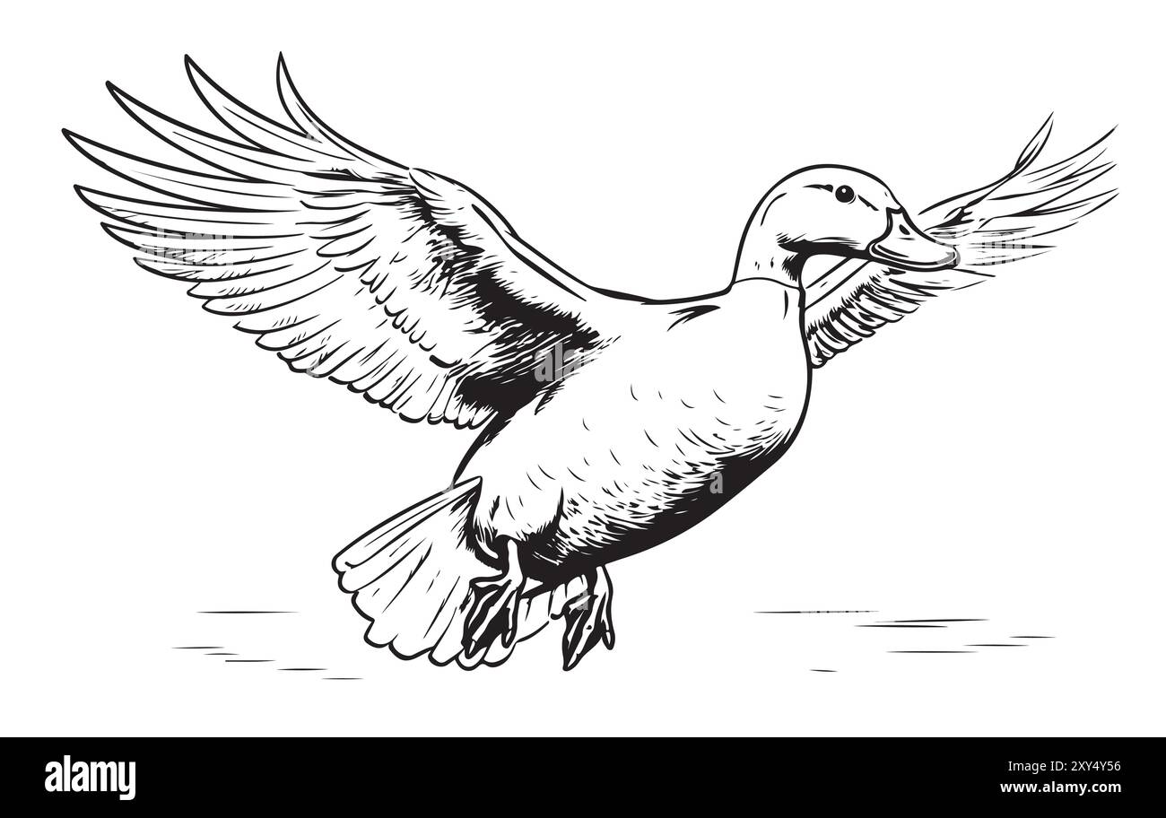 Duck flying sketch painted vector illustration Bird hunting Stock