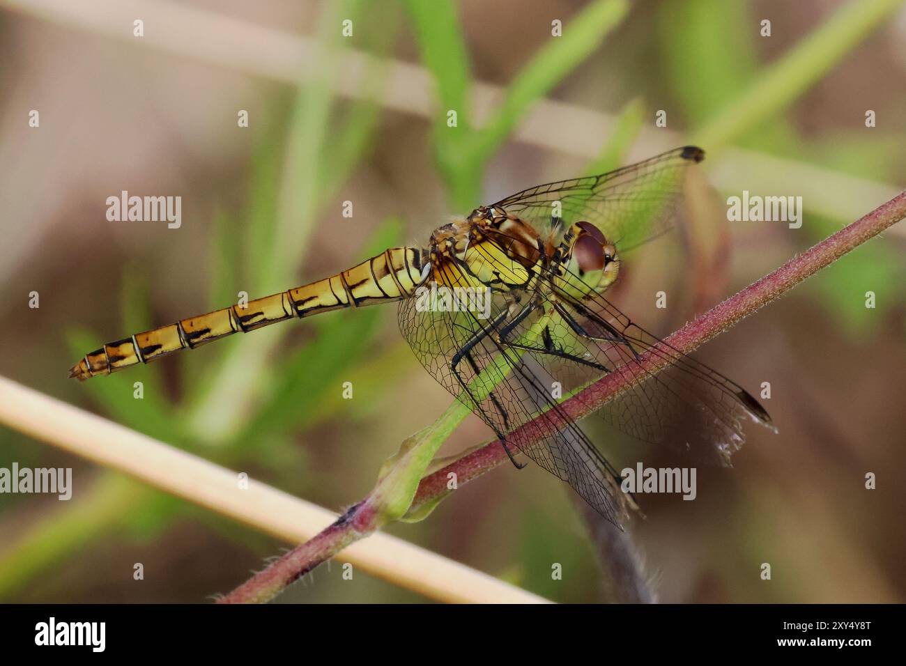 Small Wildlife at Nosterfield Nature Reserve, North Yorkshire Stock