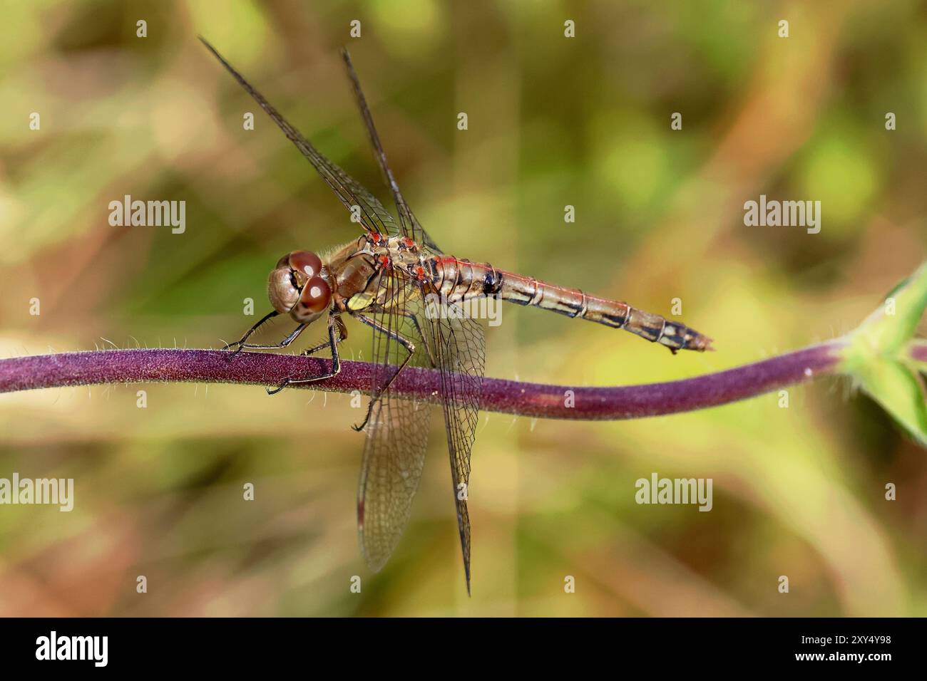 Small Wildlife at Nosterfield Nature Reserve, North Yorkshire Stock