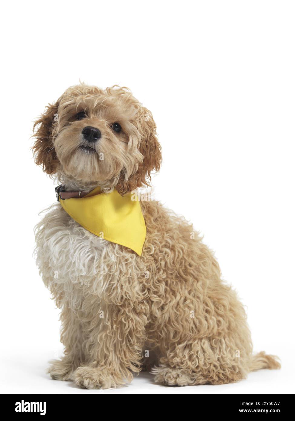 Cockapoo cute cross breed dog of cocker spaniel and a poodle isolated ...