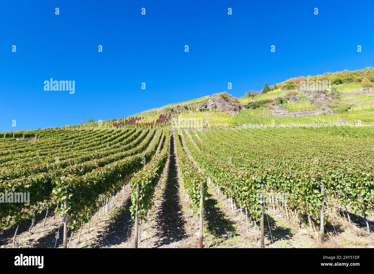 Vineyards in the Ahr valley in autumn Stock Photo