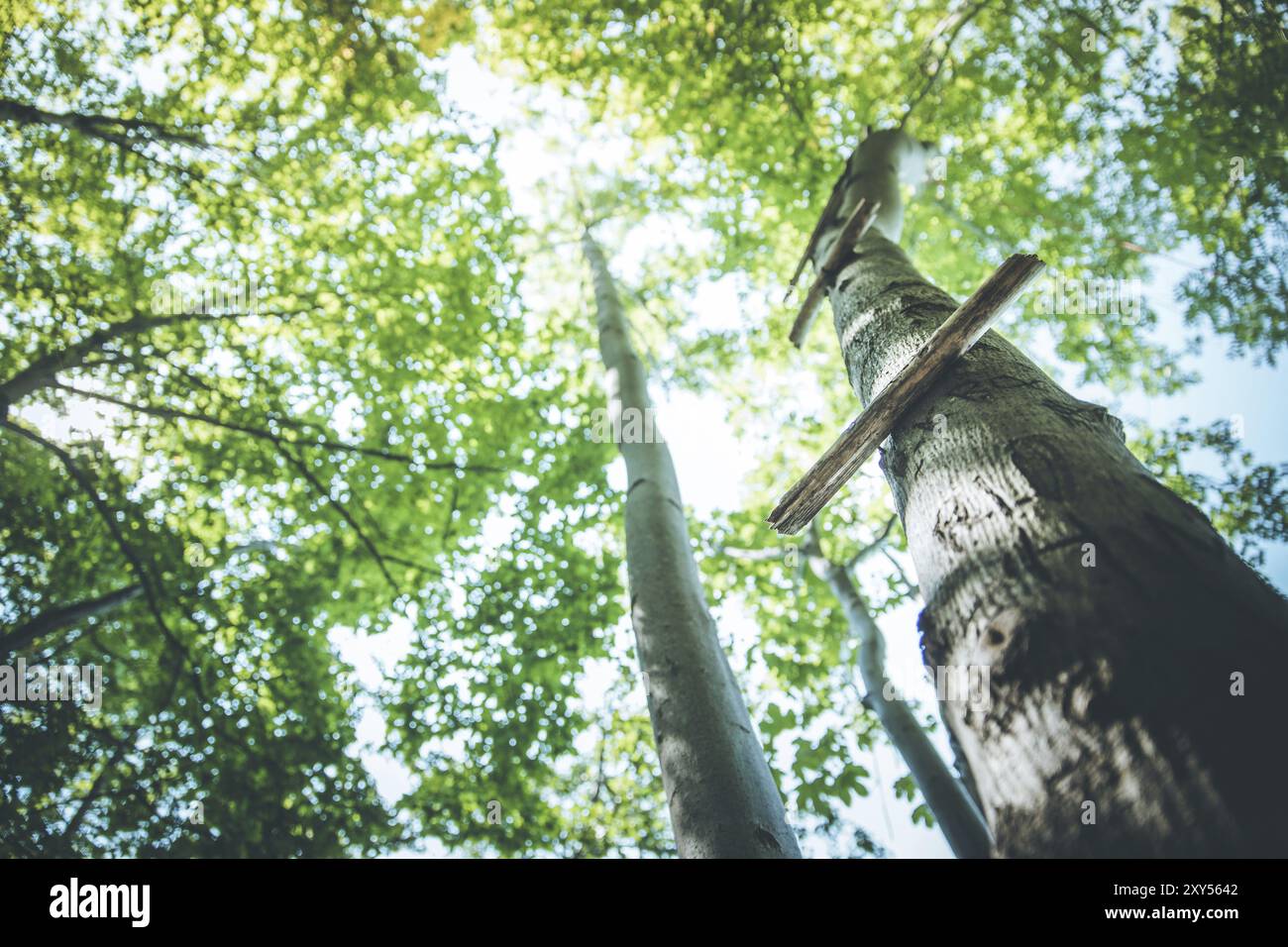 Tree Rung Rung of a ladder hi-res stock photography and images - Alamy