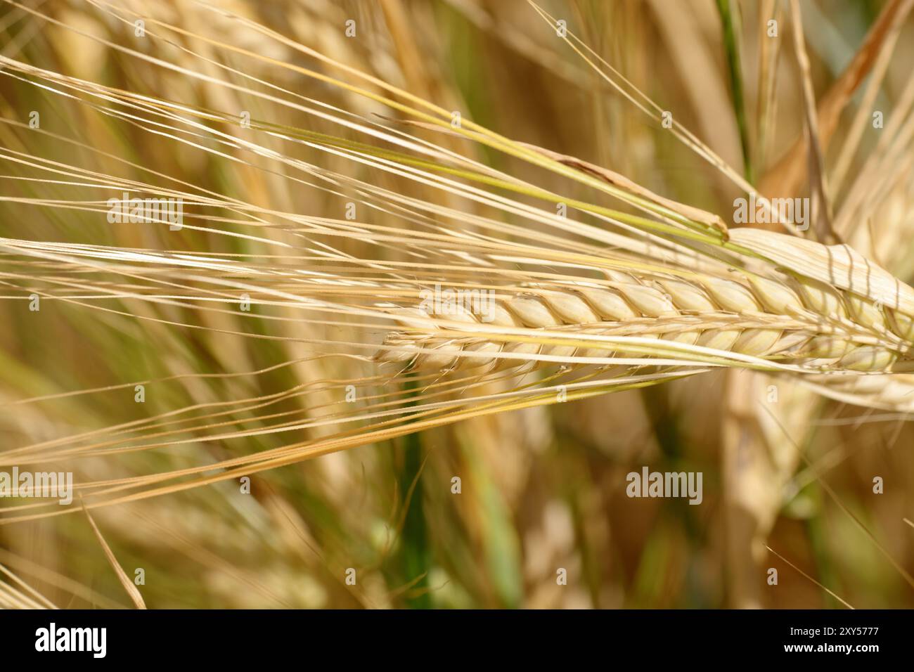 Ear of barley Stock Photo - Alamy