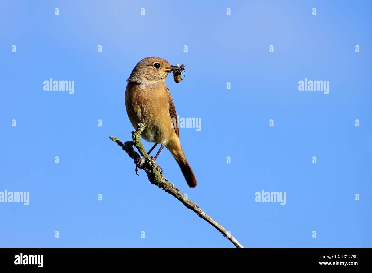 Redstart female Stock Photo