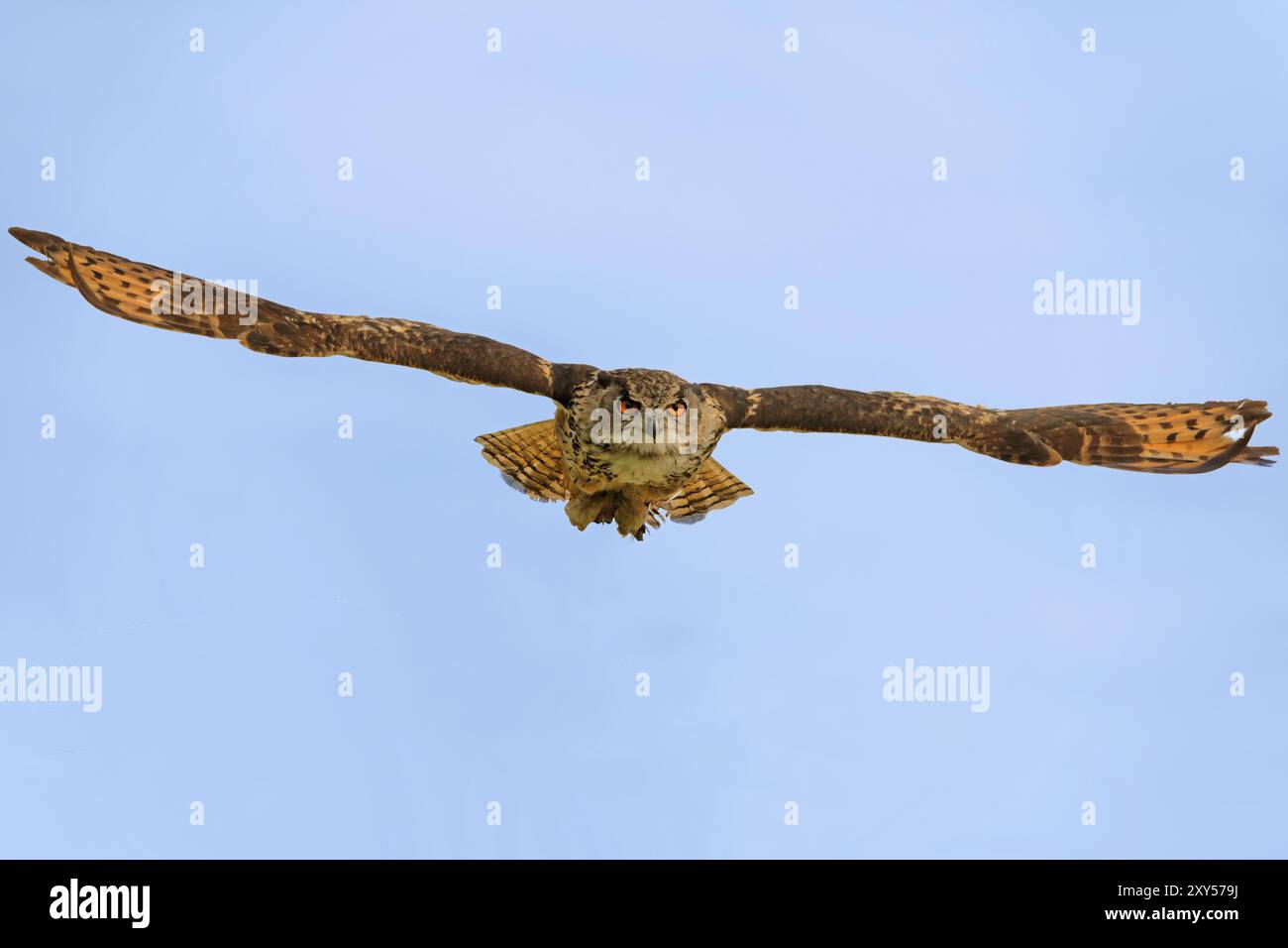 Eurasian Eagle-owl in flight Stock Photo