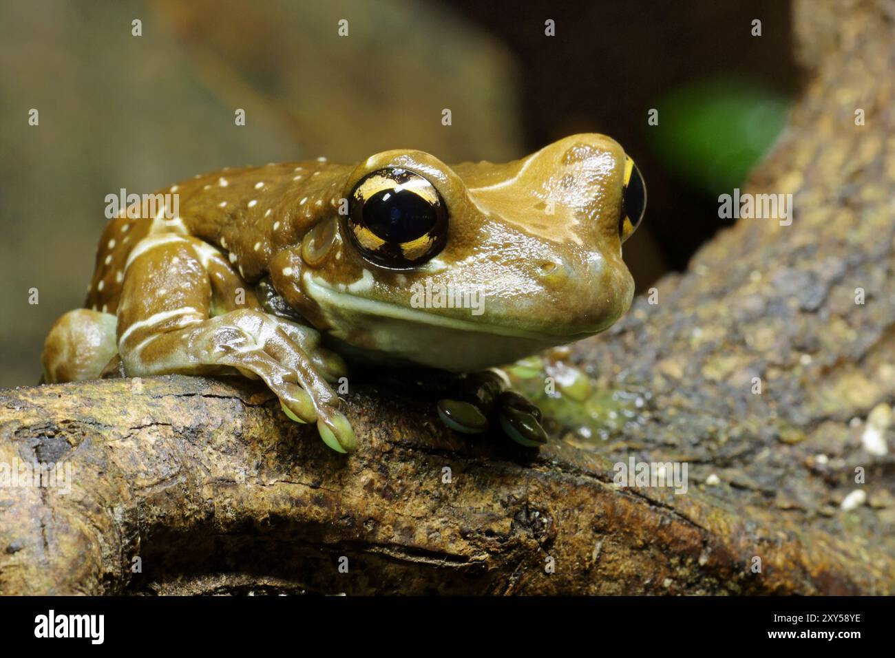Tree cave toad tree frog Stock Photo - Alamy